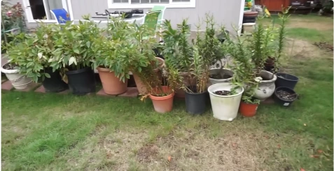 Potted shrubs and flowers lined up on a lawn, ready for planting
