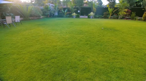 Large, freshly mowed green lawn surrounded by trees after lawn care