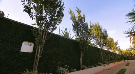 Young trees planted along a green privacy wall and walkway