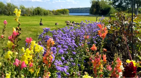 Colorful flower garden with snapdragons and purple asters in bloom
