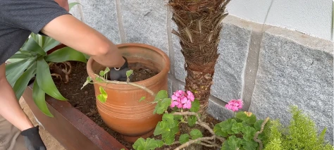 Landscaper planting flowers in a terracotta pot beside a palm in a raised bed