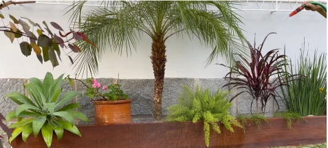 Raised bed with a pygmy date palm, agave and red cordyline planted along a wall