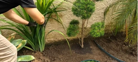 Planting topiary shrubs in a new bed with the drip irrigation line already in place